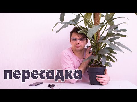 Видео: МЕГА Пересадка//Рассказываю подробно про ГРУНТ/Супер Филодендрон