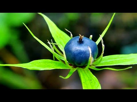 Видео: ⚠️ Никогда не ешьте эти ягоды! Всё про черные ягоды