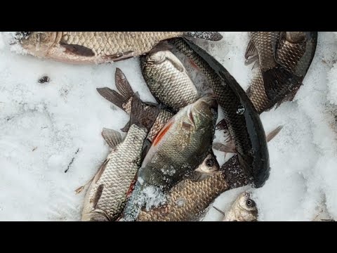 Видео: зимняя рыбалка на карася в мелком ручье