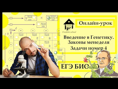 Видео: Введение в генетику. Законы Менделя. Решаем задания 4 ЕГЭ 2023|ЕГЭ БИОЛОГИЯ|Freedom|