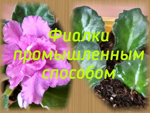 Видео: ФИАЛКИ промышленным способом!!! Как на фабрике ОПТИМАРА! Српботает или нет? Эксперимент!