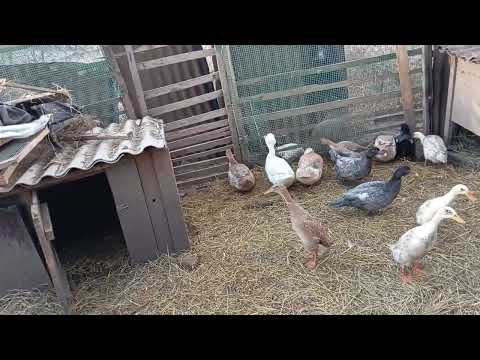 Видео: Утримання качок в вольєрах. Які розміри вольєра