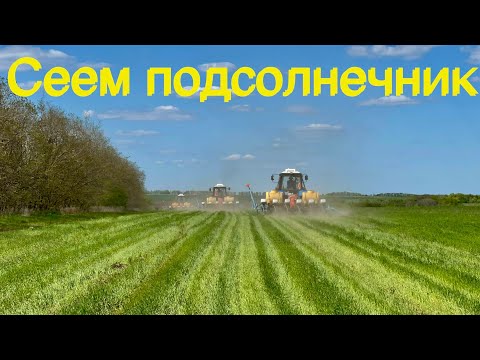 Видео: No-till. Сев подсолнечника сеялками MONOSEM 04.05.2022