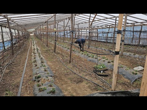 Видео: Первые работы на ягодной плантации в 2025г
