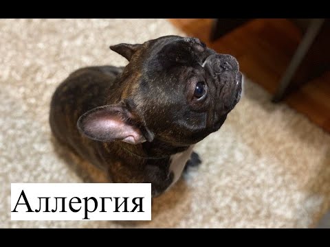 Видео: Аллергия у французского бульдога. Как понять что у собаки аллергия мой опыт.