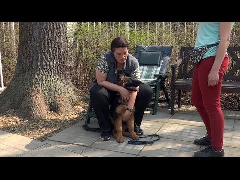 Видео: Вопрос-ответ: Кусается щенок немецкой овчарки. Управление. Выпуск 1.