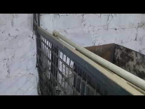 Видео: Построили сарай для свиней. Обзор.