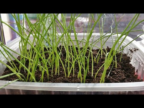 Видео: ЛУЧШИЙ СПОСОБ ПОСЕВА ЛУКА ЭКСИБИШЕН! ВСЕГДА ОТЛИЧНЫЕ ВСХОДЫ!