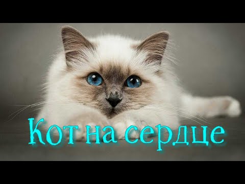 Видео: Кот на сердце