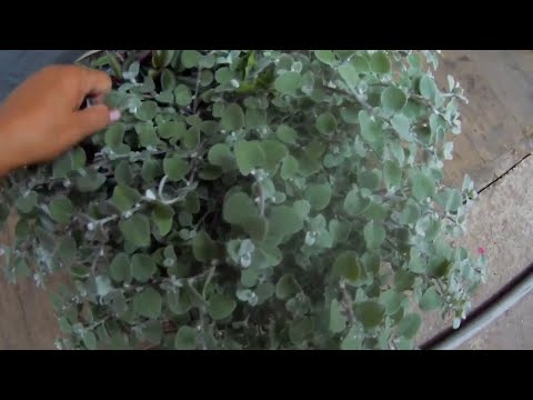 Видео: Влог, гелихризум черешковый, холодает ночью, бегонии заняли полки в доме