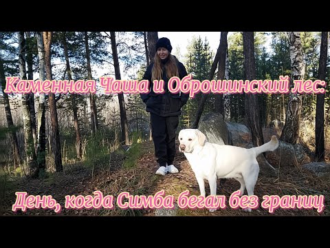 Видео: Каменная Чаша и Оброшинский лес: день, когда Симба бегал без границ