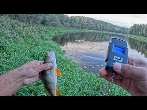 Видео: РАЗДАЧА ОКУНЯ. Ловля окуня на силикон. Рыбалка на спиннинг.