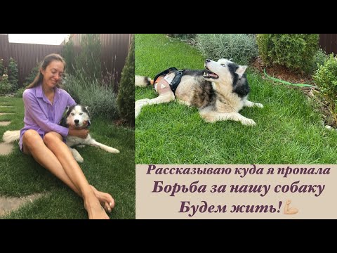 Видео: Как прошло наше лето:Борьба за нашего Аякса, как мы снова учимся ходить/Болезнь диска.Наша история.