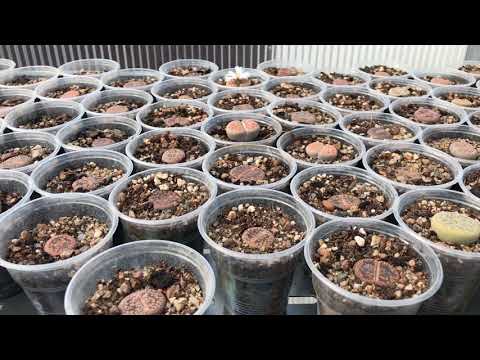 Видео: Литопс (Lithops) - живой камень - необычный суккулент в коллекции Георгия Аристова
