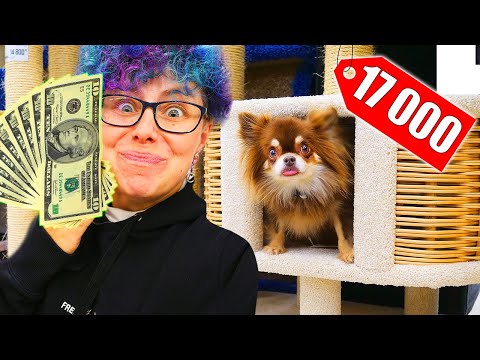 Видео: Собака сама выбирает, что купить в зоомагазине кошке на День Рождения! Покупаю собаке, чего коснется