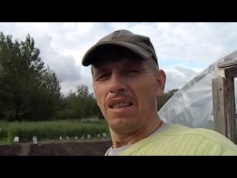 Видео: Огород#4.Во саду ли в огороде.Краткая экскурсия по моим 30 соткам.