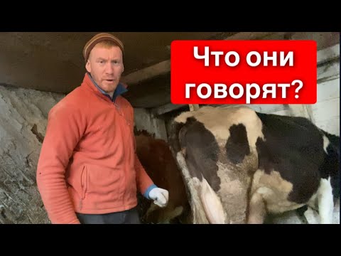 Видео: НЕ ОЖИДАЛ ТАКОГО ОТ СОСЕДЕЙ. ДОХНУТ КОЗЛЯТА, ТУДА ИМ И ДОРОГА