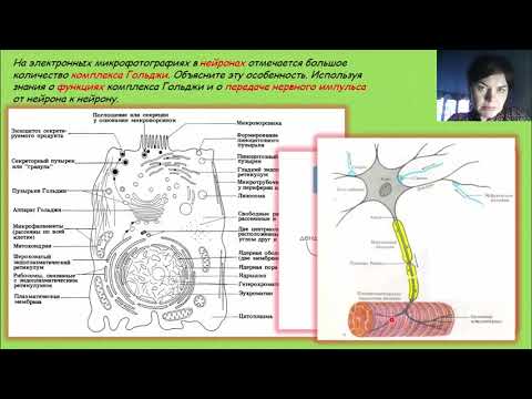 Видео: Комплекс (Аппарат)Гольджи. Лизосомы. Нейрон. Синапс. Медиаторы