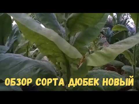 Видео: Обзор сорта Дюбек новый (Djubek new)