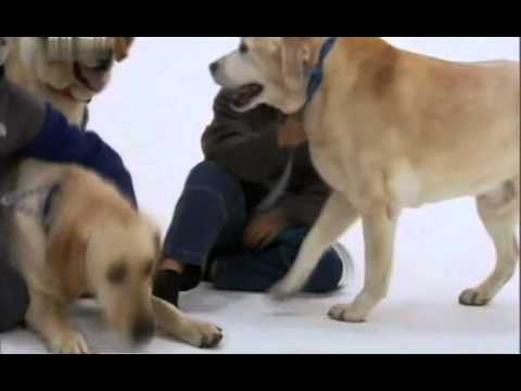 Видео: Лабрадор - неутомимый труженник собачьего мира.avi