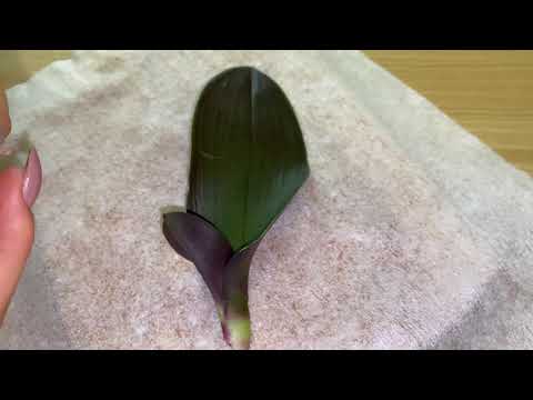 Видео: Не всё коту масленица! Бывает и такое... Аркс Рей😢 #моицветочки #орхидеи #фузариоз #фаленопсис