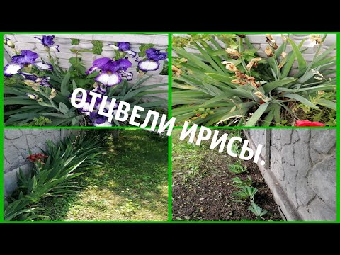 Видео: Что делать с ирисами, когда они отцвели.