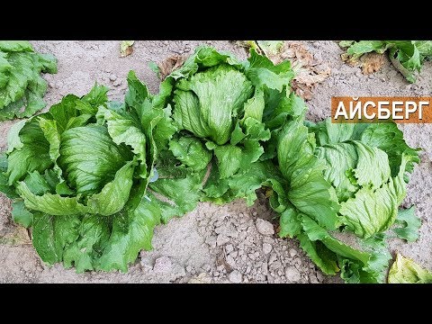 Видео: Как выращивать салат Айсберг? КФХ Юрия Коровина, Калининградская область.