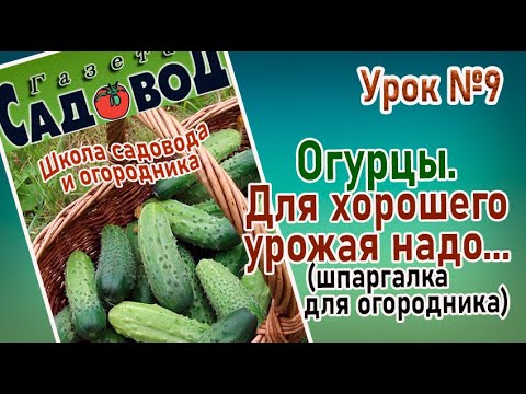 Видео: ОГУРЦЫ. Для хорошего урожая надо...   Урок №9