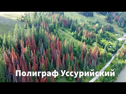 Видео: Жук полиграф Уссурийский