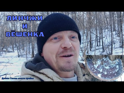 Видео: Гриб Линчжи и вёшенка в январе | ГРИБЫ 2023 | Пришла посылка из Василька