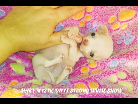 Видео: ПЕРВЫЕ РОДЫ чихуа в помете 8 ЩЕНКОВ / 29 день лактации СУПЕР МИНИ   НЕ хватает молока - ДОКАРМЛИВАЕМ