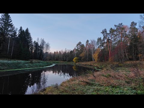 Видео: 2024-10-19_Тосно-Гертовское болото