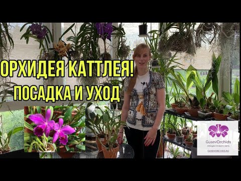 Видео: Орхидея Каттлея. Особенности ухода и посадки.