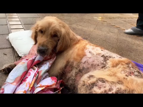 Видео: Брошенный и Покинутый: Можно Ли Спасти Эту Беспомощную Собаку?