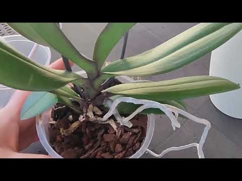 Видео: 😮Ух купила " баба порося"... Красивый, но весь гнилой😣 #орхидея #phalaenopsis