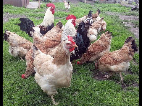 Видео: Куры Загорские Лососевые Обзор скрещенной породы