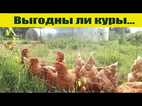 Видео: КУРЫ НЕСУШКИ в хозяйстве - выгоды немного, но всегда спрос!