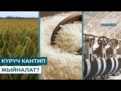 Видео: БАТКЕНДЕ КҮРҮЧ БЫШТЫ // РЕГИОН