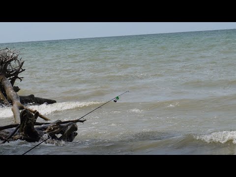 Видео: Какую рыбу можно поймать на Великом озере Erie?