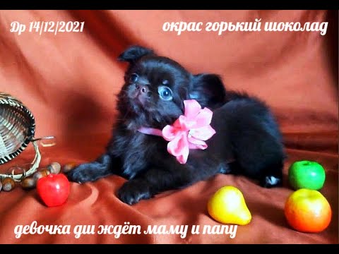 Видео: Стоит ли выкармливать СЛАБЫХ Щенков породы ЧИХУАХУА или пусть природа решит всё сама ? / Мари Мистик