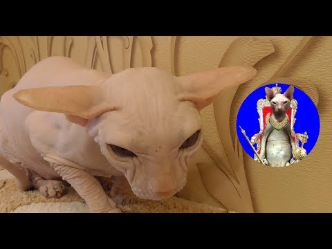Видео: Донской сфинкс. Как почистить уши. Феликс.