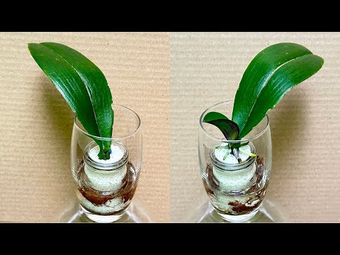 Видео: Только Райс! Листья орхидеи сразу укореняются и цветут круглый год.