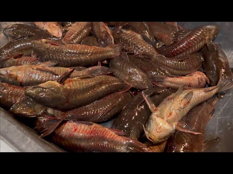 Видео: Поймай чистого, приготовь хасса карри