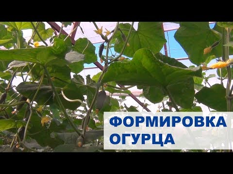 Видео: Формировка огурца. Решение недочетов. 2015 год