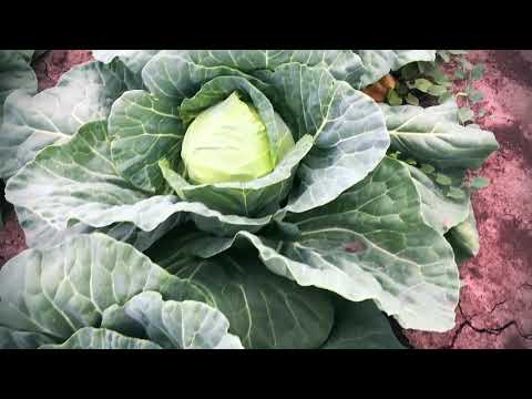 Видео: Обзор капуст от Seminis - Рапидион F1 и Пандион F1.