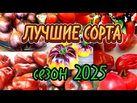 Видео: ОБЗОР СЕМЯН ТОМАТОВ НА СЕЗОН 2025! #1 ТОЛЬКО ЛУЧШИЕ СОРТА!