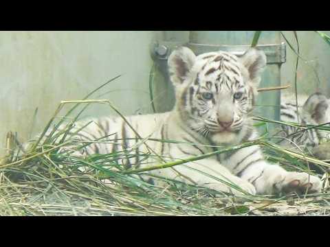 Видео: Мама внезапно насторожилась😳 Сигуре идёт следом без достаточного молока💖