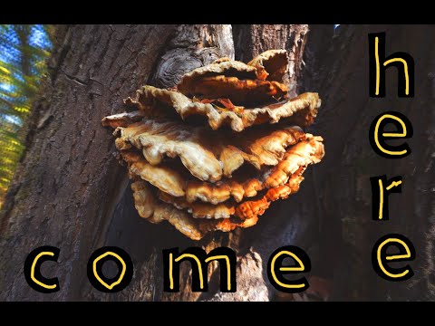 Видео: Dive into the abyss of wild autumn beauty / Нырни в омут красоты дикой осени