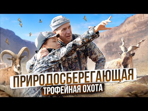 Видео: Трофейная охота в Узбекистане. Бухарский Мархур и Бухарский Уриал.