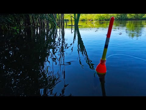 Видео: Рыбалка на карася на поплавок и бонусы в июле!